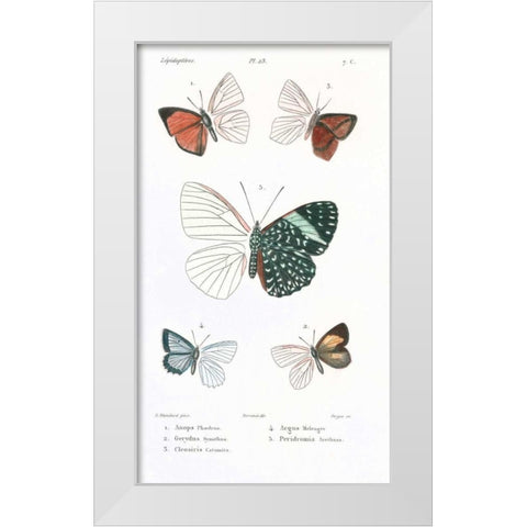 Butterflies, Plate 23 White Modern Wood Framed Art Print by Blanchard, Emile