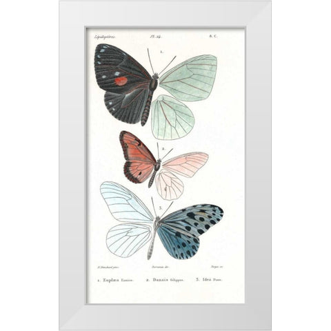 Butterflies, Plate 24 White Modern Wood Framed Art Print by Blanchard, Emile