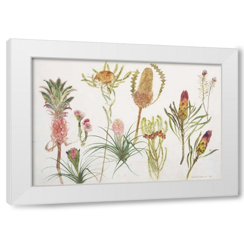 Banksia, Tillandsia, Proteus and Pineapple White Modern Wood Framed Art Print by Blackadder, Elizabeth