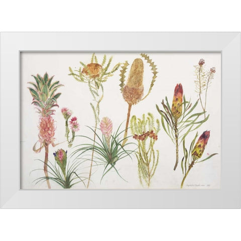 Banksia, Tillandsia, Proteus and Pineapple White Modern Wood Framed Art Print by Blackadder, Elizabeth