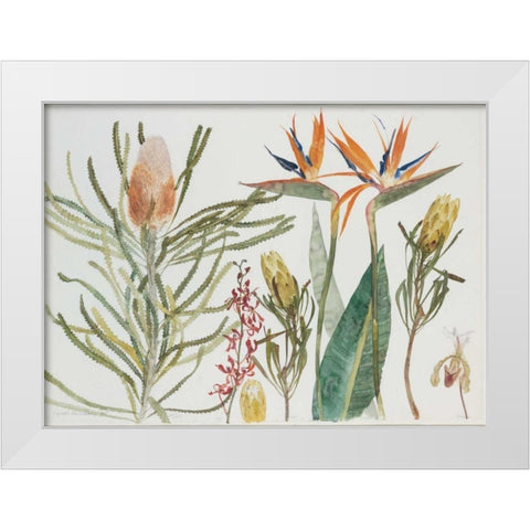 Strelizia, Banksia and Orchids White Modern Wood Framed Art Print by Blackadder, Elizabeth