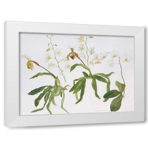 Orchids, Paphiopedilum and Dendrobium White Modern Wood Framed Art Print by Blackadder, Elizabeth