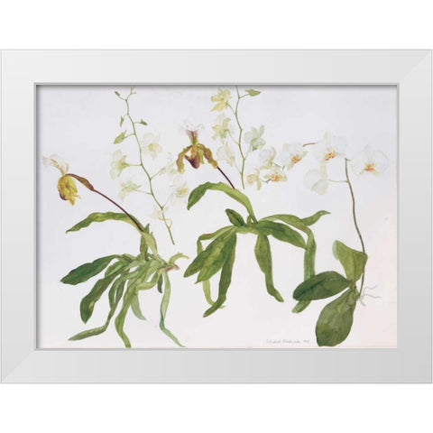 Orchids, Paphiopedilum and Dendrobium White Modern Wood Framed Art Print by Blackadder, Elizabeth