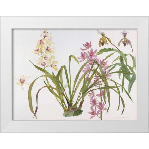 Orchids, Paphiopedilum and Cymbidium White Modern Wood Framed Art Print by Blackadder, Elizabeth