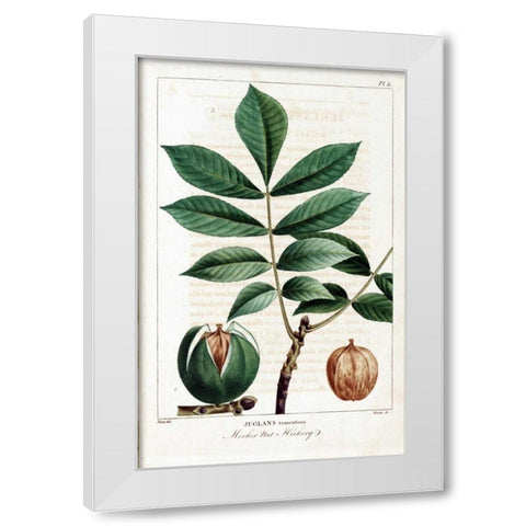 Hickory Nut White Modern Wood Framed Art Print by Michaux, Francois A.
