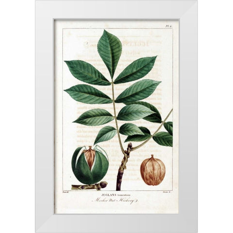 Hickory Nut White Modern Wood Framed Art Print by Michaux, Francois A.