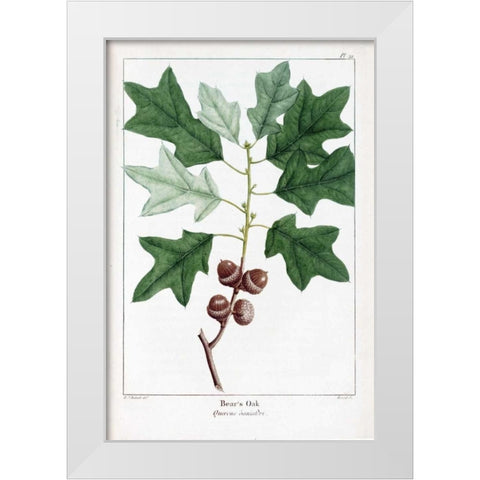 Bears Oak White Modern Wood Framed Art Print by Michaux, Francois A.