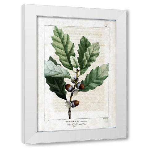 Small Chestnut Oak White Modern Wood Framed Art Print by Michaux, Francois A.