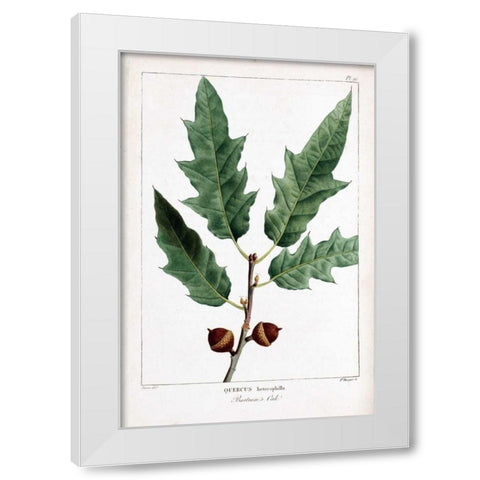 Bartrams Oak White Modern Wood Framed Art Print by Michaux, Francois A.