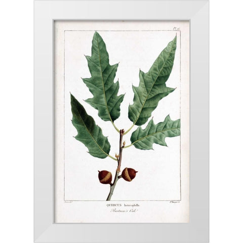 Bartrams Oak White Modern Wood Framed Art Print by Michaux, Francois A.