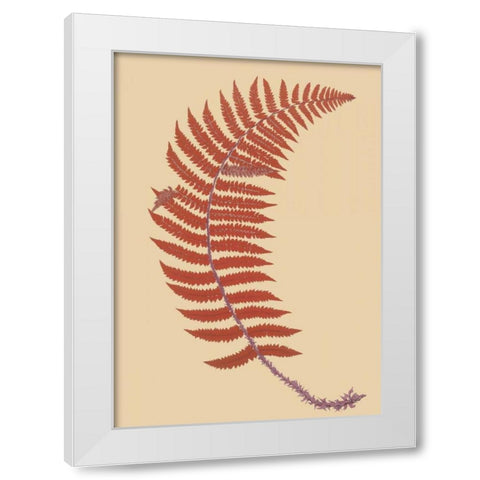 Soft Prickly Shield Fern White Modern Wood Framed Art Print by Heath, Francis George