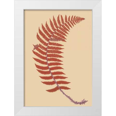 Soft Prickly Shield Fern White Modern Wood Framed Art Print by Heath, Francis George