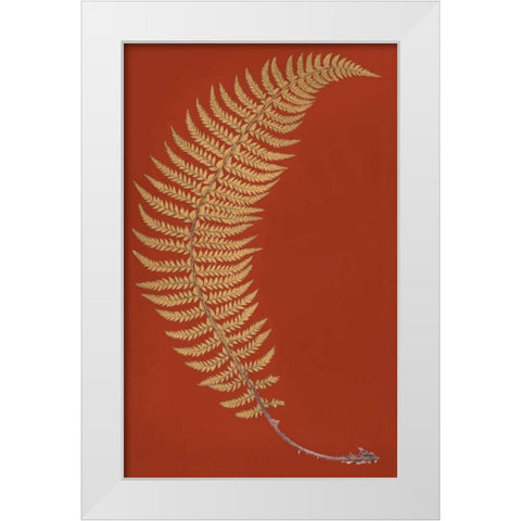 Hard Prickly Shied Fern White Modern Wood Framed Art Print by Heath, Francis George