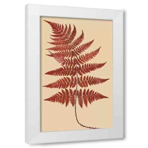 Broad Buckler Fern White Modern Wood Framed Art Print by Heath, Francis George