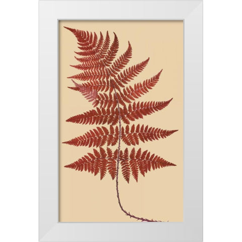 Broad Buckler Fern White Modern Wood Framed Art Print by Heath, Francis George