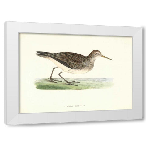 Pectoral Sandpiper White Modern Wood Framed Art Print by Morris, Rev FO