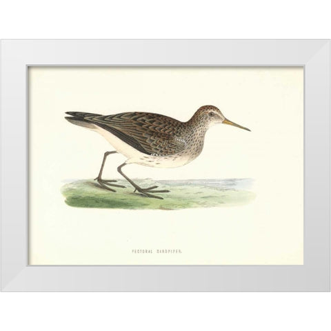 Pectoral Sandpiper White Modern Wood Framed Art Print by Morris, Rev FO