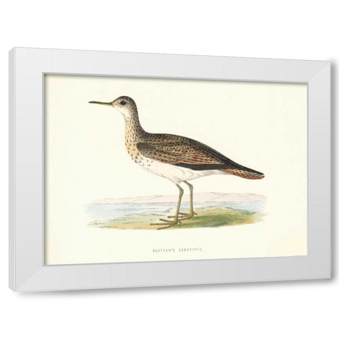 Bartrams Sandpiper White Modern Wood Framed Art Print by Morris, Rev FO