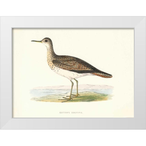 Bartrams Sandpiper White Modern Wood Framed Art Print by Morris, Rev FO