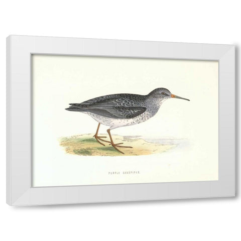 Purple Sandpiper White Modern Wood Framed Art Print by Morris, Rev FO