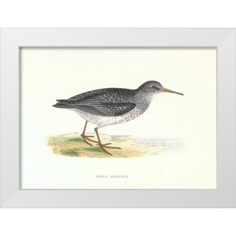 Purple Sandpiper White Modern Wood Framed Art Print by Morris, Rev FO