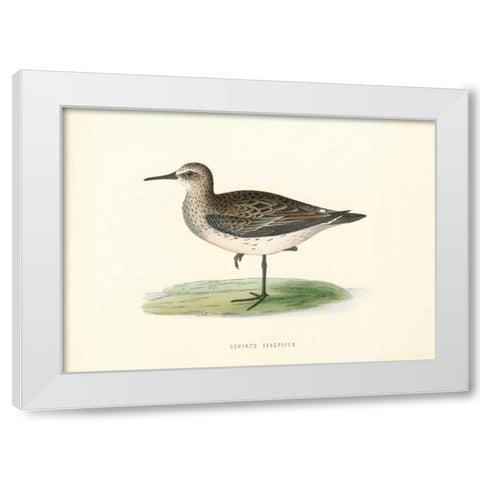 Schinzs Sandpiper White Modern Wood Framed Art Print by Morris, Rev FO
