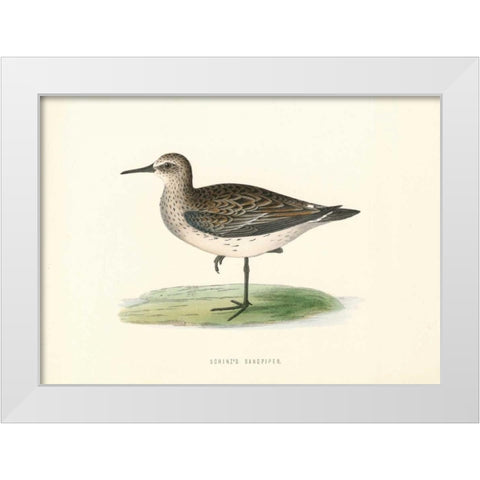 Schinzs Sandpiper White Modern Wood Framed Art Print by Morris, Rev FO
