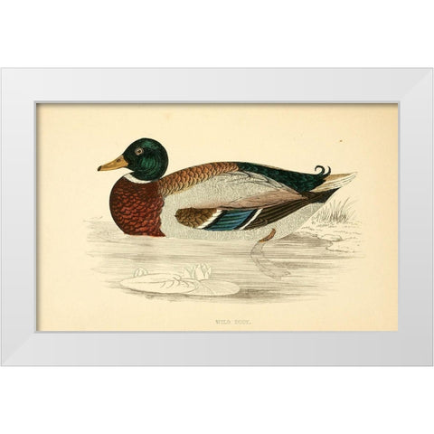 Wild Duck White Modern Wood Framed Art Print by Morris, Rev FO