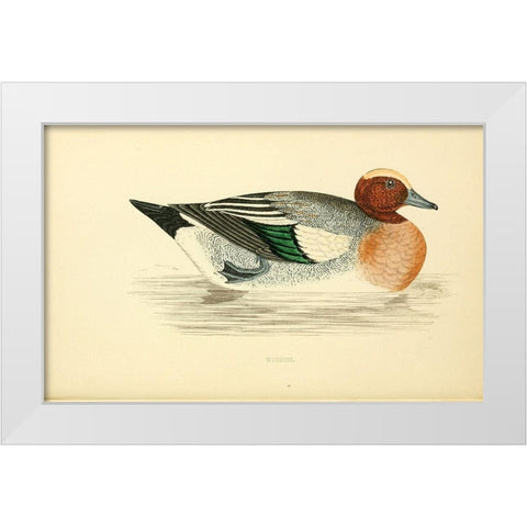 Wigeon White Modern Wood Framed Art Print by Morris, Rev FO