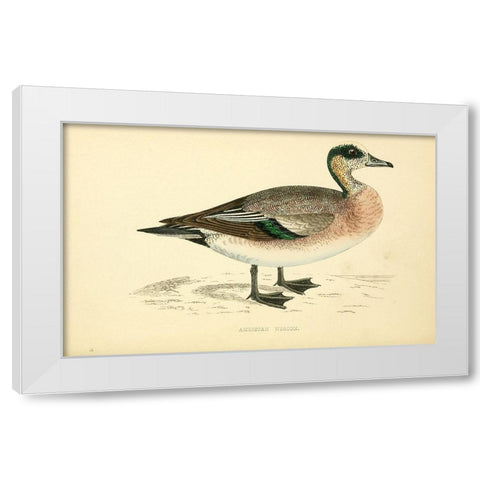 American Wigeon White Modern Wood Framed Art Print by Morris, Rev FO