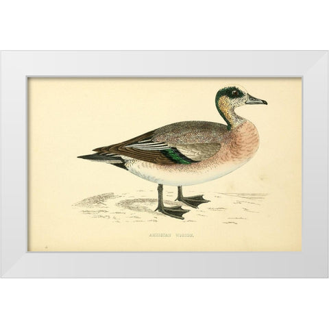 American Wigeon White Modern Wood Framed Art Print by Morris, Rev FO