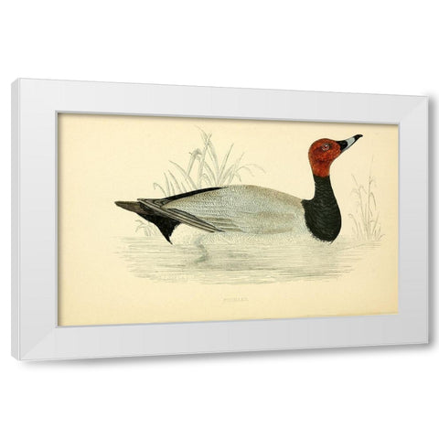 Pochard White Modern Wood Framed Art Print by Morris, Rev FO