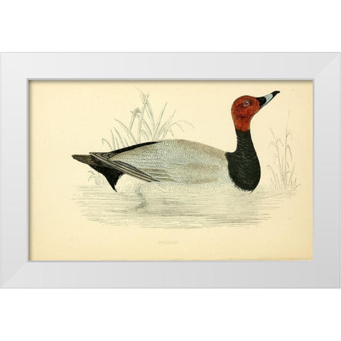 Pochard White Modern Wood Framed Art Print by Morris, Rev FO