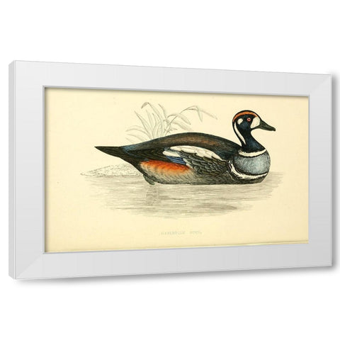 Harlequin Duck White Modern Wood Framed Art Print by Morris, Rev FO