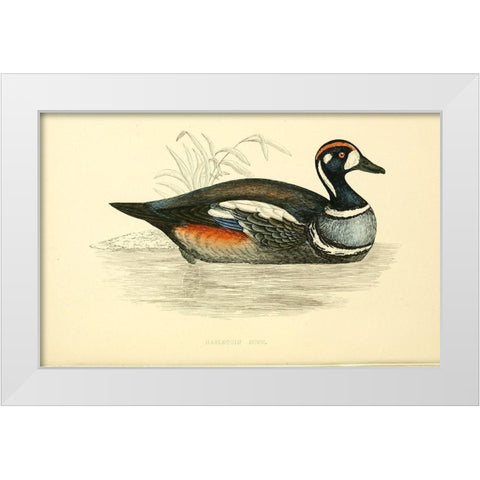 Harlequin Duck White Modern Wood Framed Art Print by Morris, Rev FO