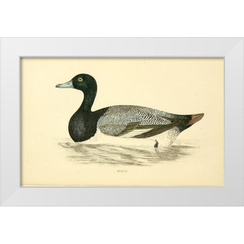 Scaup White Modern Wood Framed Art Print by Morris, Rev FO
