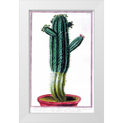 Cactus, Tithymalus White Modern Wood Framed Art Print by Bonelli, Giorgio