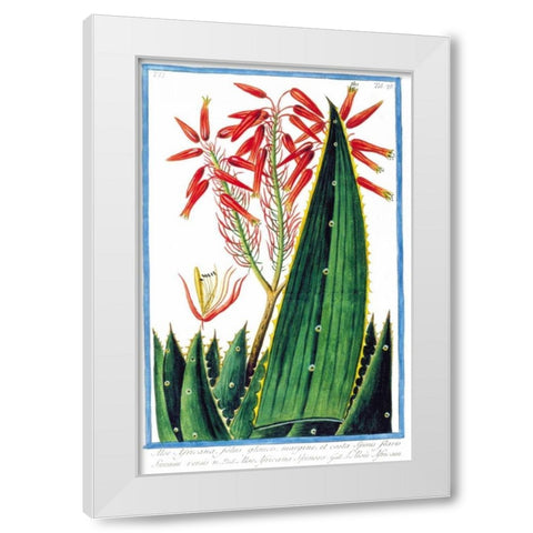 Aloe Africana White Modern Wood Framed Art Print by Bonelli, Giorgio