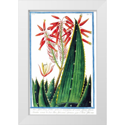 Aloe Africana White Modern Wood Framed Art Print by Bonelli, Giorgio