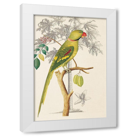Palm/Parakeet White Modern Wood Framed Art Print by Ehret-De Bevere