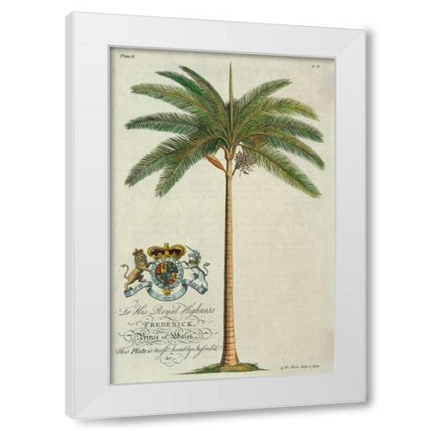 King Palm White Modern Wood Framed Art Print by Ehret, Georg