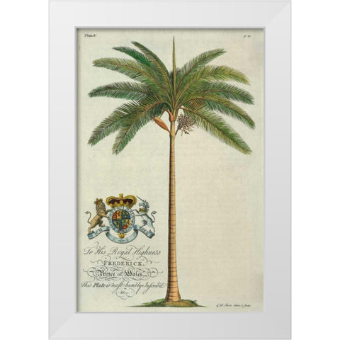 King Palm White Modern Wood Framed Art Print by Ehret, Georg