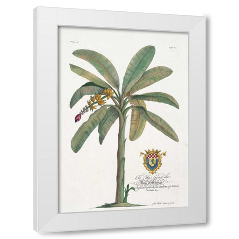 Banana Tree White Modern Wood Framed Art Print by Ehret, Georg