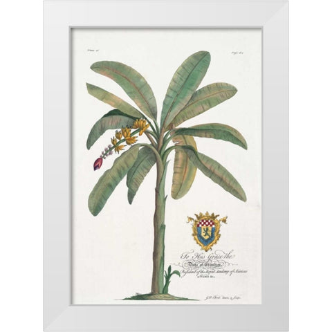 Banana Tree White Modern Wood Framed Art Print by Ehret, Georg