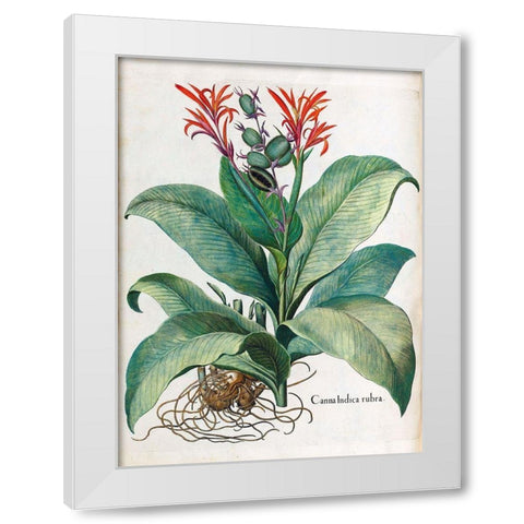 Canna Indica White Modern Wood Framed Art Print by Besler, Basilius
