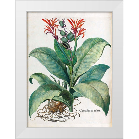Canna Indica White Modern Wood Framed Art Print by Besler, Basilius