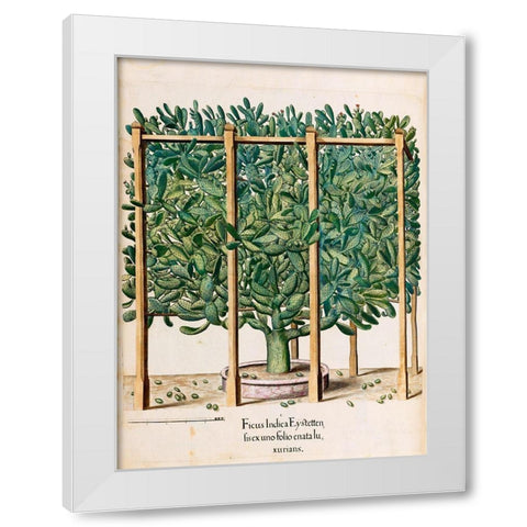 Ficus White Modern Wood Framed Art Print by Besler, Basilius