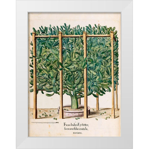 Ficus White Modern Wood Framed Art Print by Besler, Basilius