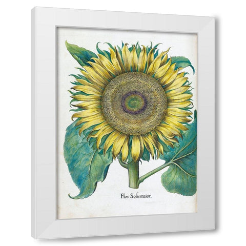 Sunflower White Modern Wood Framed Art Print by Besler, Basilius