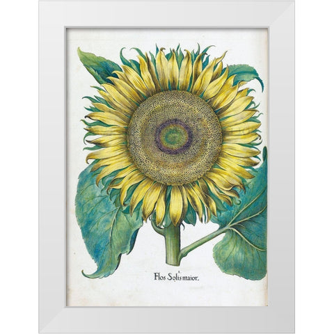 Sunflower White Modern Wood Framed Art Print by Besler, Basilius